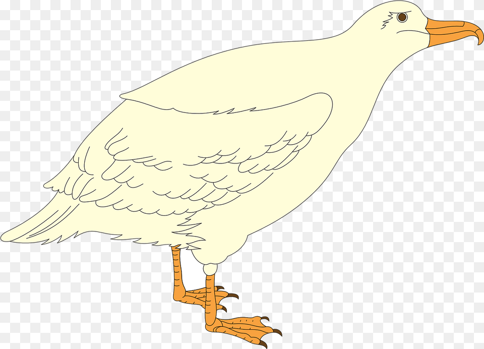 Hd Bird Gull Wings Feathers Transparent Image Buzzard, Animal, Beak, Seagull, Waterfowl Png