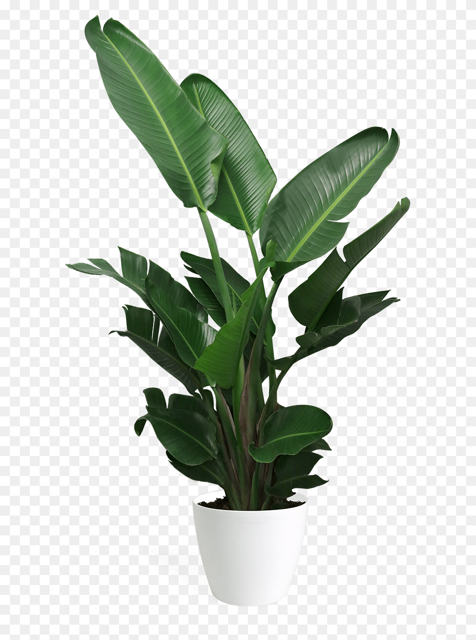 Hd Bird Of Paradise Large Birdofparadise Bird Of Paradise Large, Leaf, Plant, Potted Plant, Flower Png Image