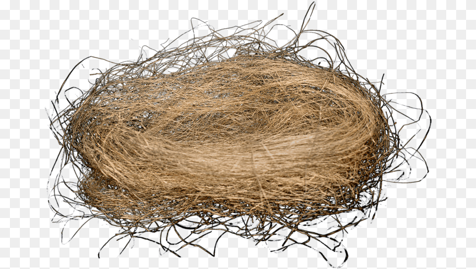 Hd Birds Nest, Sphere, Adult, Female, Person Free Png