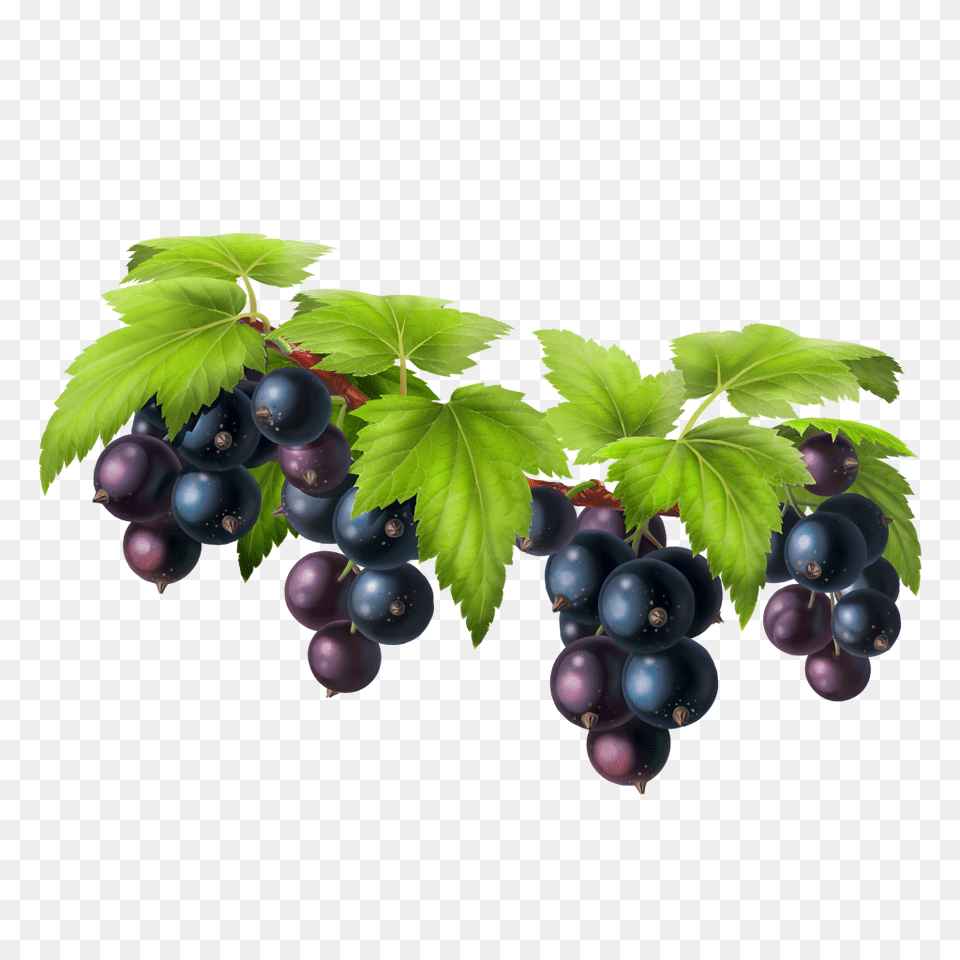 Hd Black Grapes Image Download Currant, Berry, Blueberry, Food, Fruit Free Png