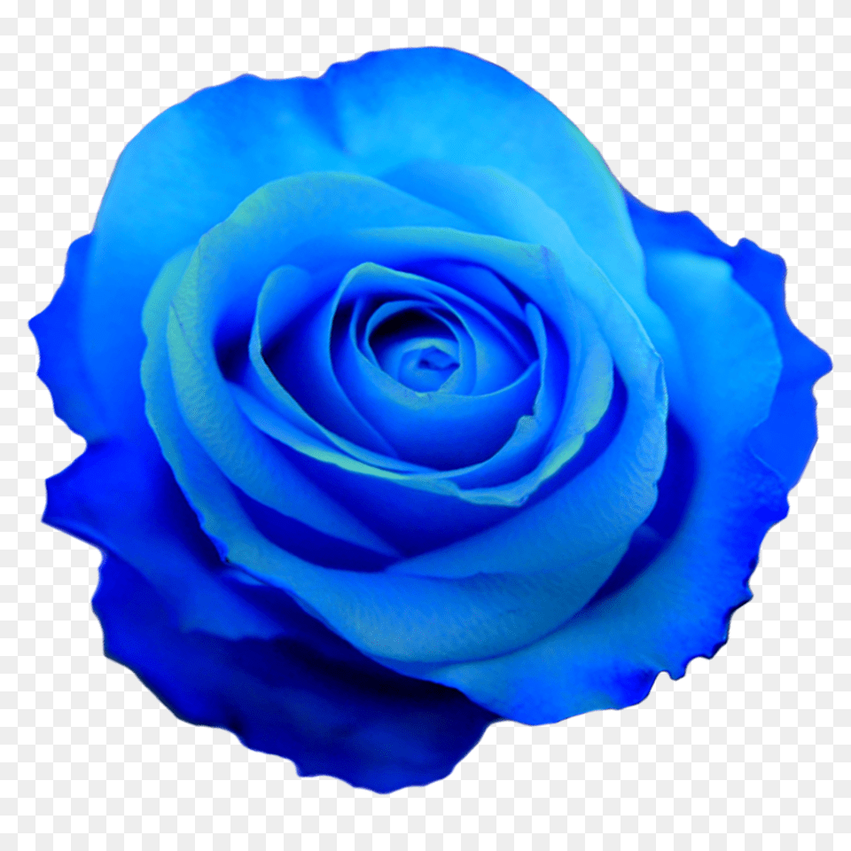 Hd Blue Flower Crown Blue Flower No Background, Plant, Rose Free Png Download