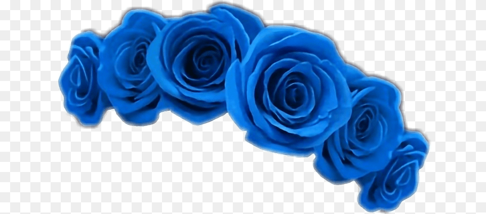 Hd Blue Flower Crown Transparent Blue Flower Crown, Plant, Rose Free Png