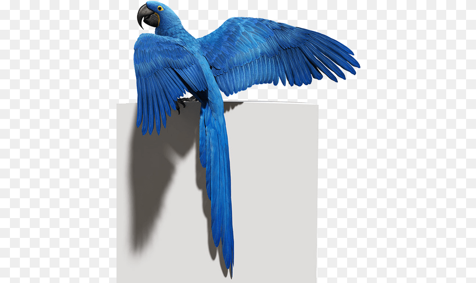 Hd Blue Parrot Photo Blue Bird Flying, Animal, Macaw Free Transparent Png