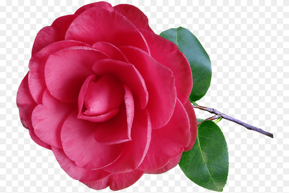 Hd Camellia Flower Stem Pink Garden Nature Camellia Flower, Petal, Plant, Rose, Geranium Png Image