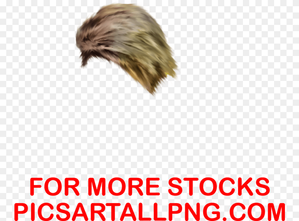 Hd Cb Hair Pnghair Pngpicsartallpng Poster, Animal, Bird, Beak Png