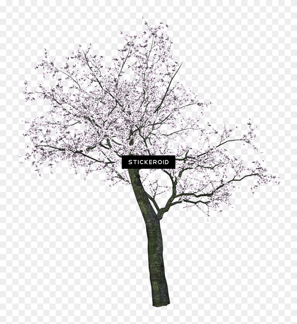 Hd Cherry Tree Spring Trees Cherry Blossom Tree Drawing Black And White, Flower, Plant, Cherry Blossom Free Transparent Png