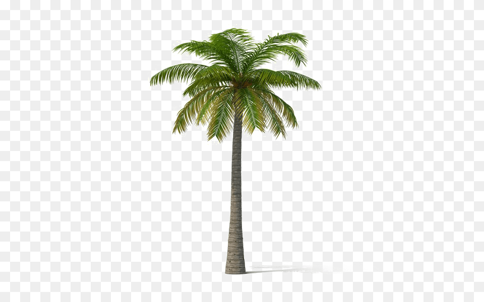 Hd Coconut Tree Palm Trees Coconut Tree, Palm Tree, Plant Free Transparent Png
