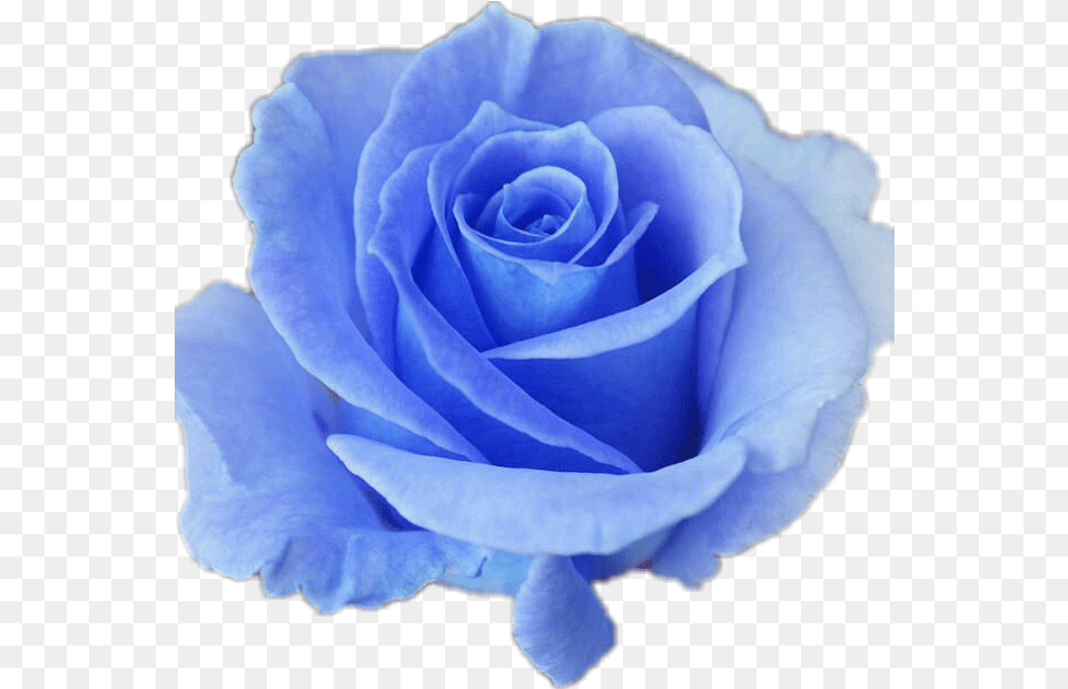Hd Collection Of Transparent Roses Good Morning Friday Blue Rose, Flower, Plant Png Image