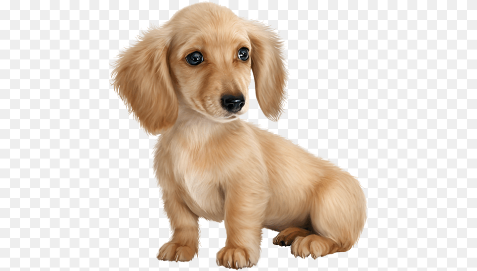 Hd Cute Puppy, Animal, Canine, Dog, Mammal Free Png Download