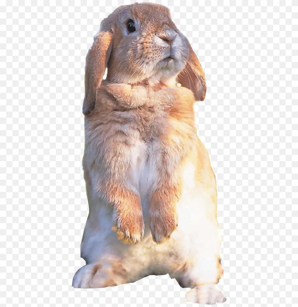 Hd Cute Rabbit Rabbit Static Cute Rabbit, Animal, Mammal, Bear, Wildlife Free Transparent Png