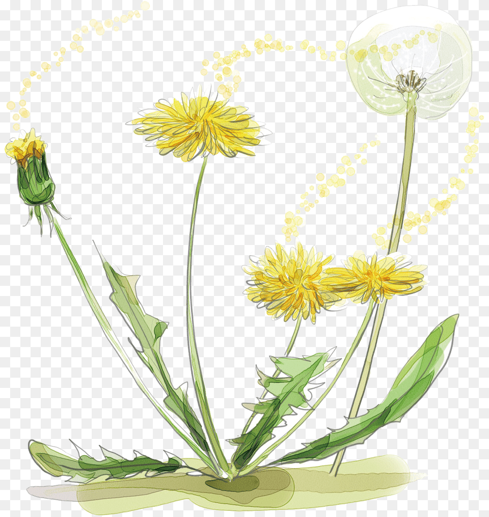 Hd Dandelion Watercolor Watercolour And Ink Dandelion, Flower, Plant, Flower Arrangement Png Image