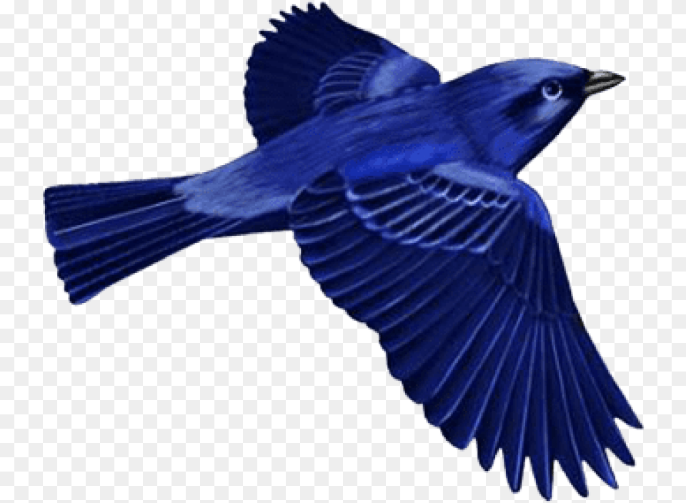 Hd Dark Blue Bird Blue Bird, Animal, Bluebird, Jay, Blue Jay Free Transparent Png