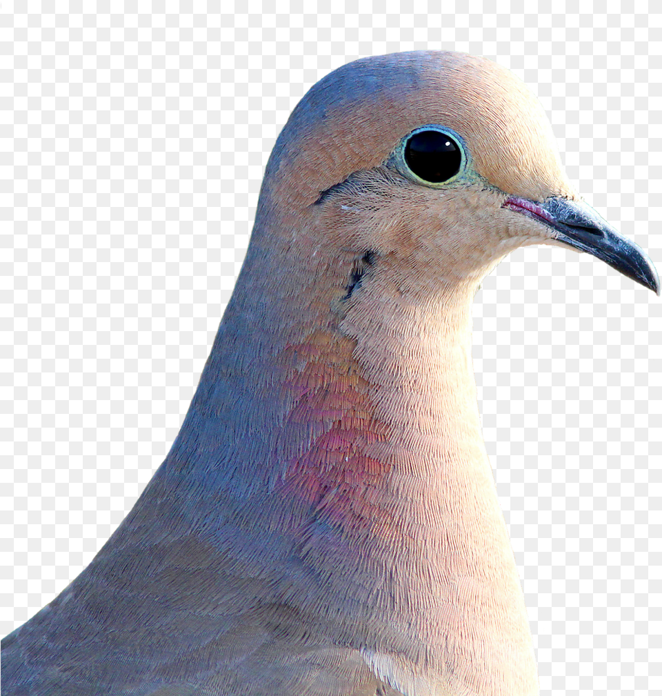 Hd Dove City Pigeon Collared Mourning Dove Background, Animal, Bird Png