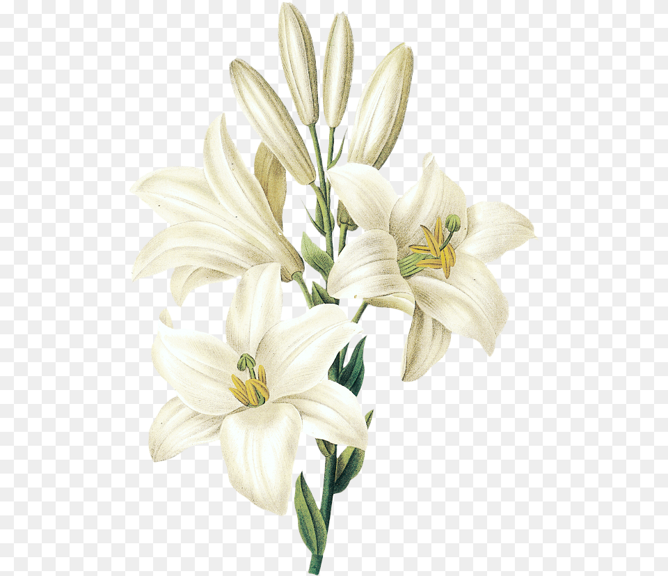Hd Easter Lily Flower Drawing White Lily White Lily Flower, Anther, Plant Png Image