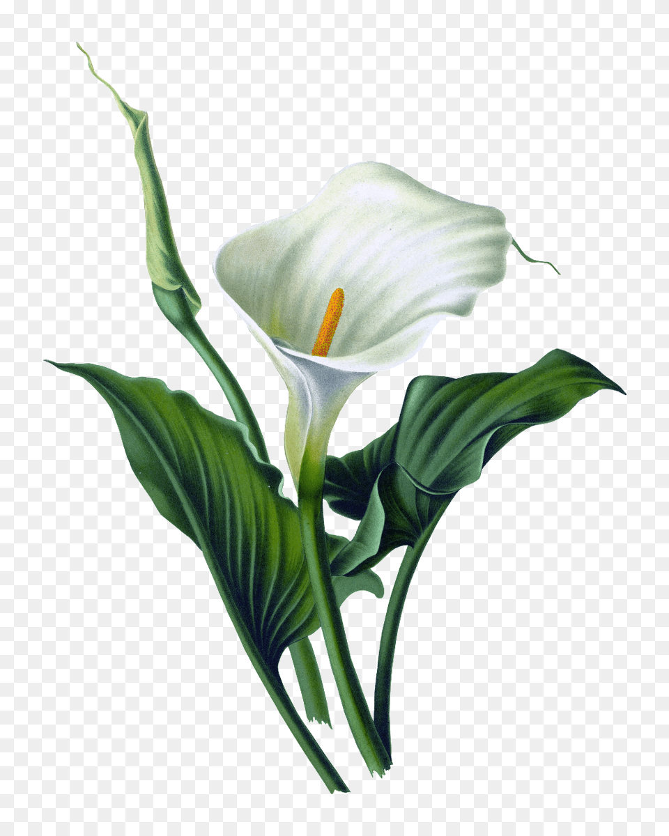 Hd Evergreen Element Design Download Vector, Flower, Plant, Araceae Free Png