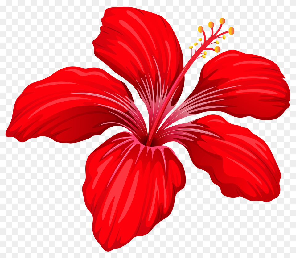 Hd Exotic Red Flower Image Clipart Red Flowers, Hibiscus, Plant, Petal, Food Free Png