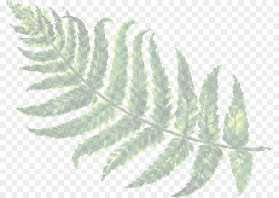 Hd Ferns Transparent Image Fern, Plant, Leaf Free Png
