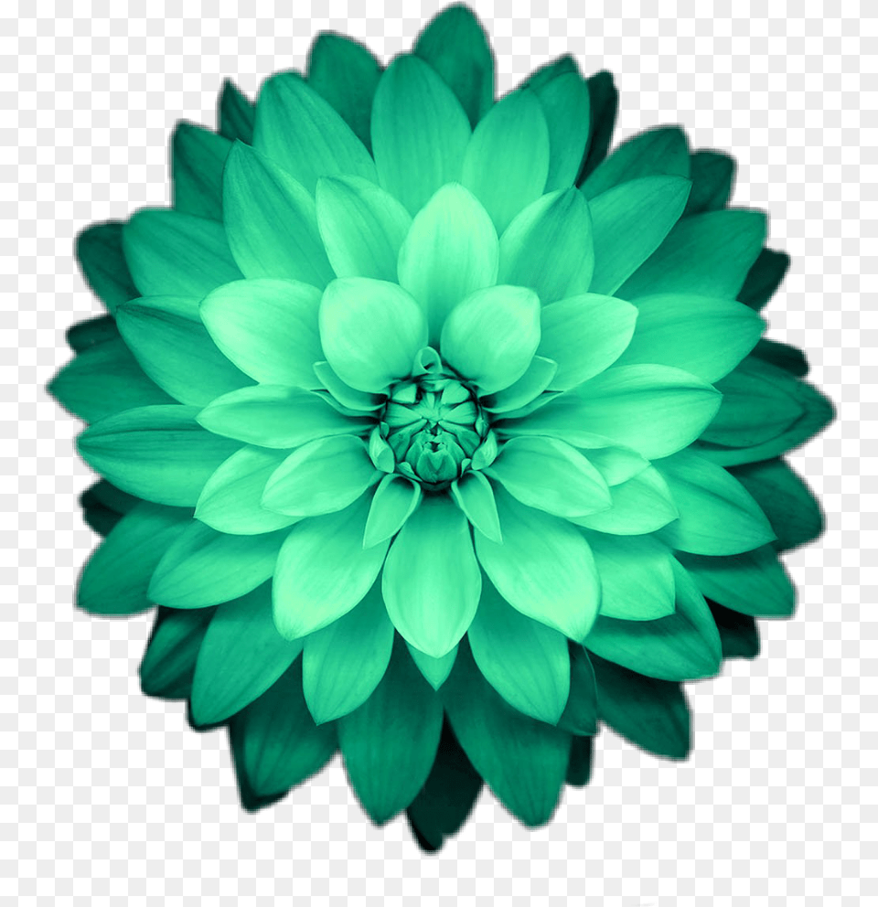 Hd Flower Flowers Green Fondo De Pantalla Super Amoled, Dahlia, Plant, Daisy Free Png