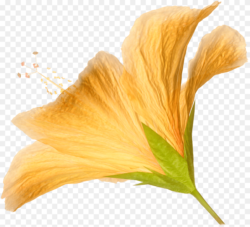 Hd Flower Natural Flowers, Plant, Petal, Hibiscus, Pollen Free Png