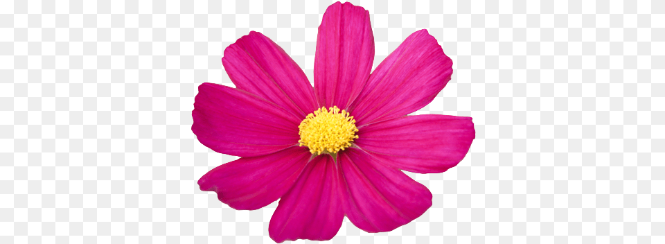 Hd Flower Tumblr Cosmos Flower Clipart Cosmos Flowers Without Background, Anther, Daisy, Petal, Plant Png
