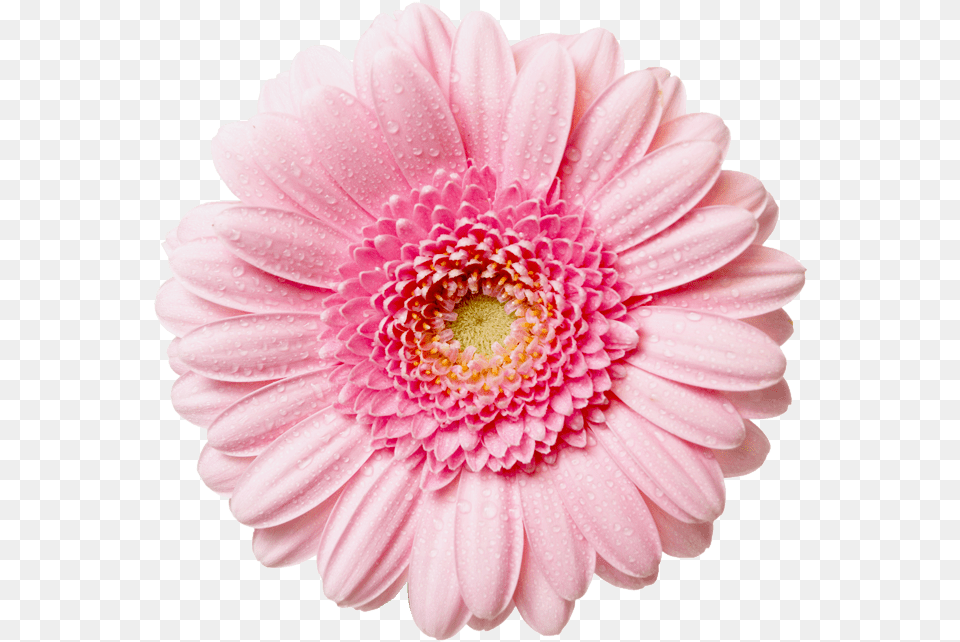 Hd Flowers High Pink Daisy Flower, Dahlia, Petal, Plant, Rose Free Transparent Png