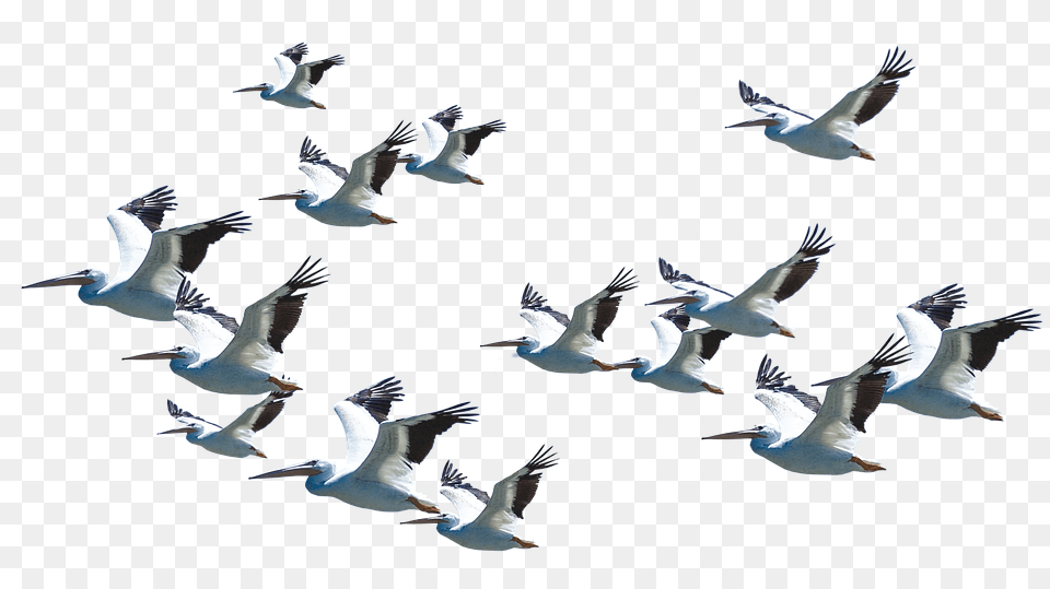 Hd Flying Pelican Flying Birds Good Morning, Animal, Bird, Flock, Seagull Png