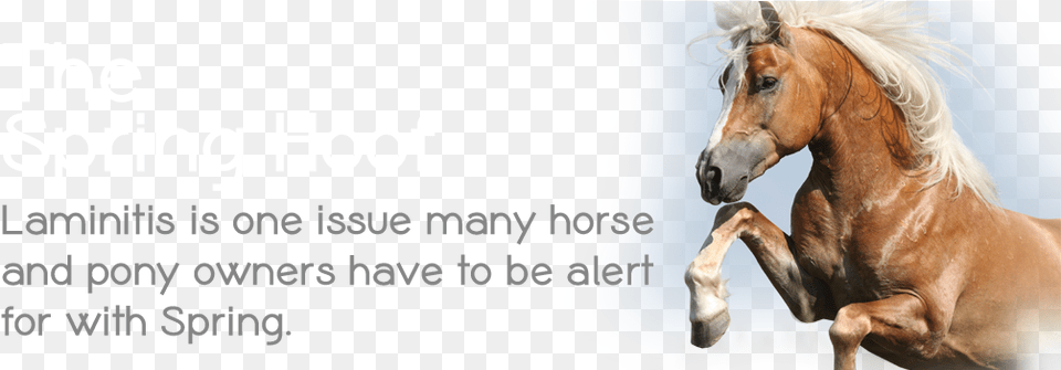 Hd For The That Stallion, Animal, Colt Horse, Horse, Mammal Free Png Download