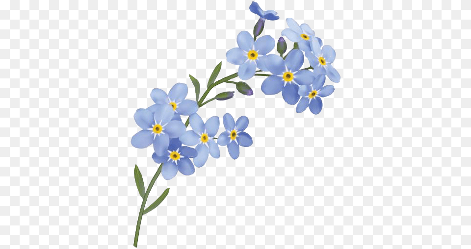 Hd Forget Me Not Flowers, Flower, Petal, Plant, Anemone Free Png