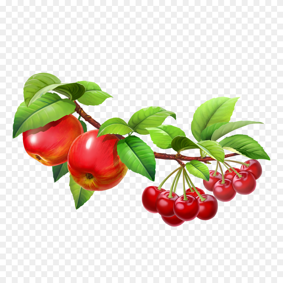 Hd Fruit Tree Tree With Fruits, Food, Plant, Produce, Cherry Free Transparent Png