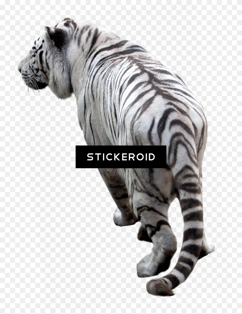 Hd Full Background, Animal, Mammal, Tiger, Wildlife Png