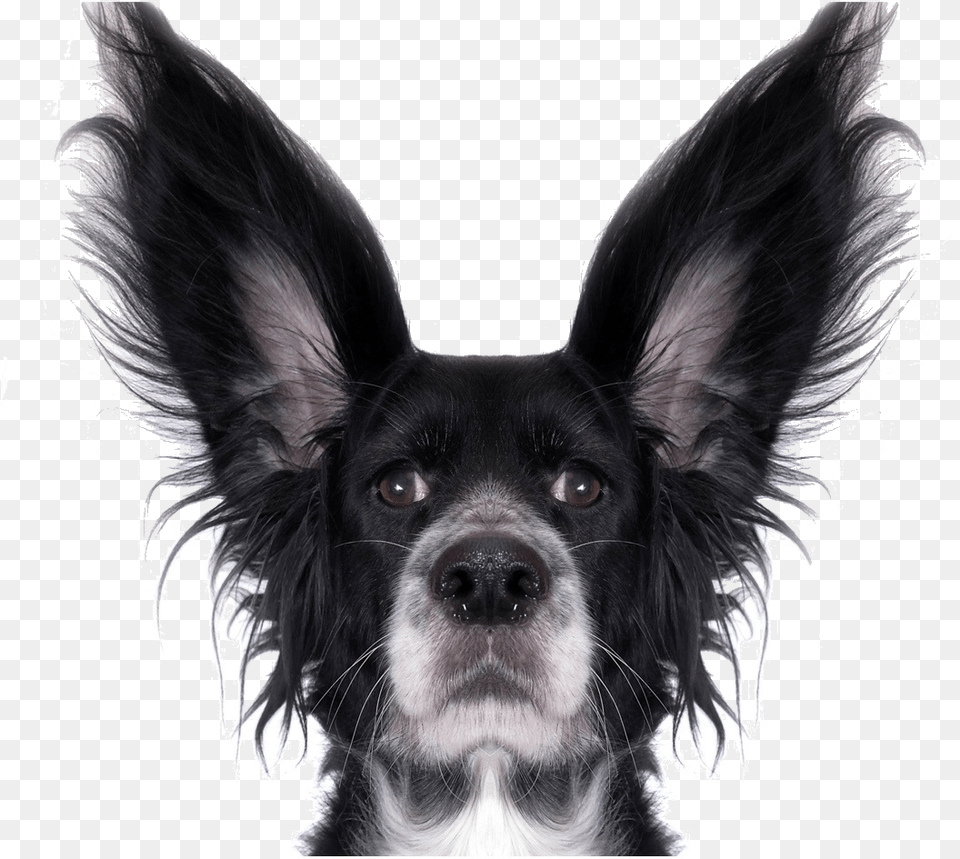 Hd Funny Animal Funny Dog, Canine, Cocker Spaniel, Mammal, Pet Free Transparent Png