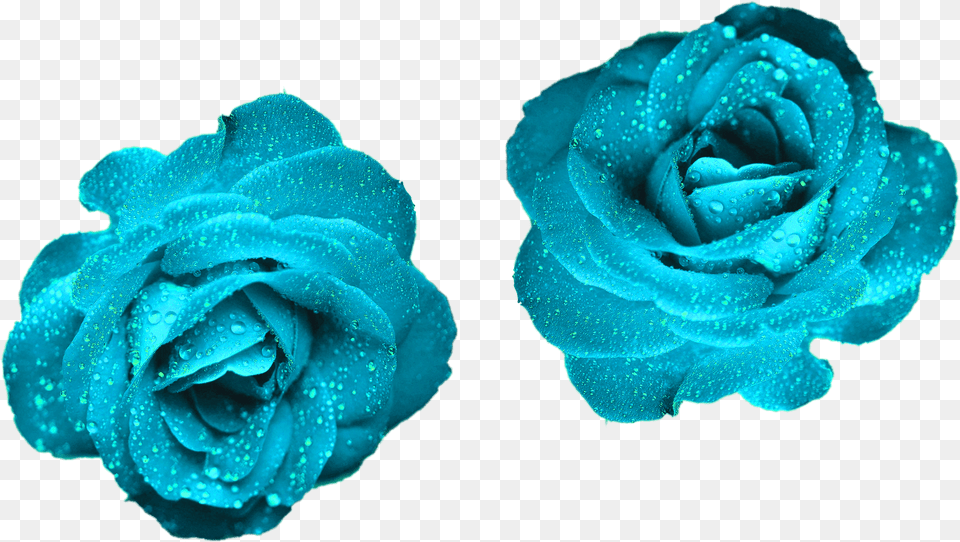 Hd Glowing Blue Roses Color Turquoise Teal Color Flowers, Flower, Plant, Rose, Cream Png