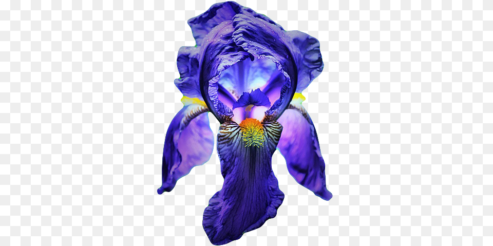 Hd Go To Still Life Photography, Flower, Iris, Plant, Petal Png Image