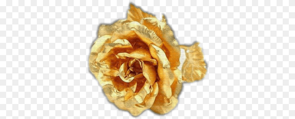 Hd Gold Rose 24 Carat Gold Flower Transparent Golden Rose, Plant, Petal, Carnation, Accessories Free Png Download
