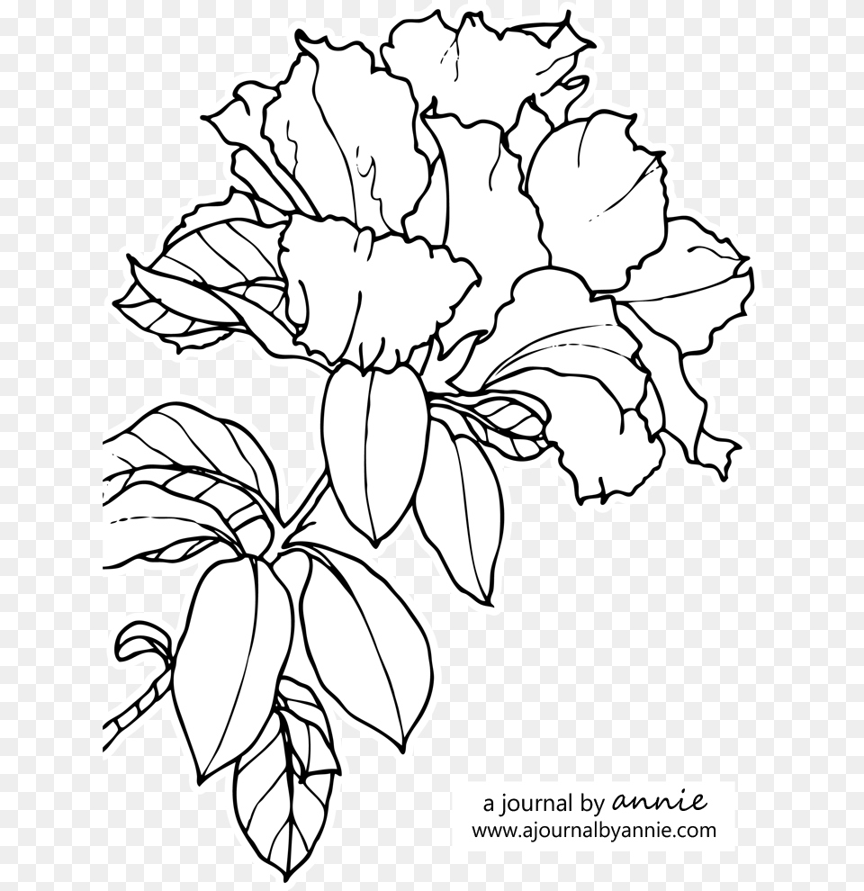 Hd Graphic Transparent Stock Azalea Drawing Pencil Azalea Line, Art, Flower, Plant, Baby Png