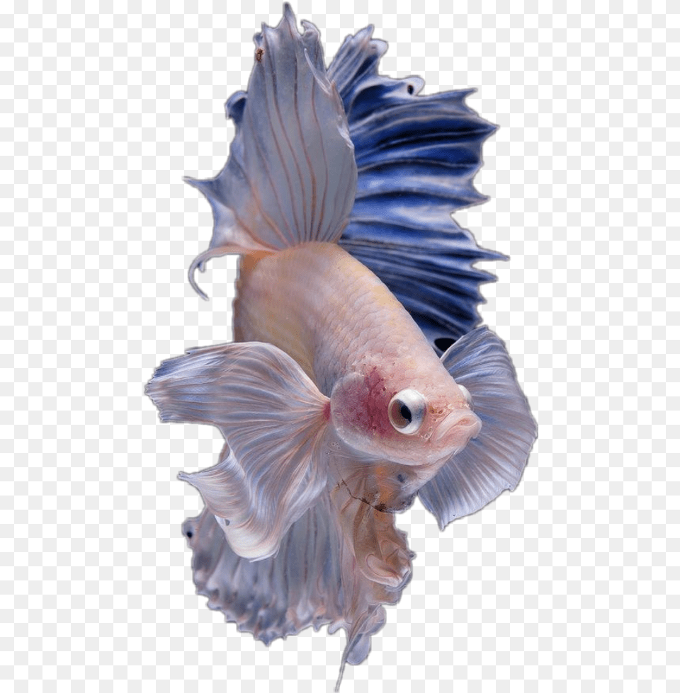 Hd Halfmoon Betta Fish, Animal, Sea Life, Person Png