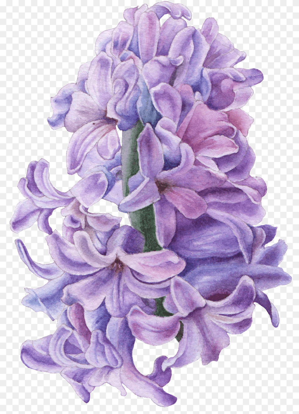 Hd Hand Drawn Hyacinth Flower Purple Hyacinth Hyacinth Flower Drawing, Plant, Rose, Petal Free Transparent Png
