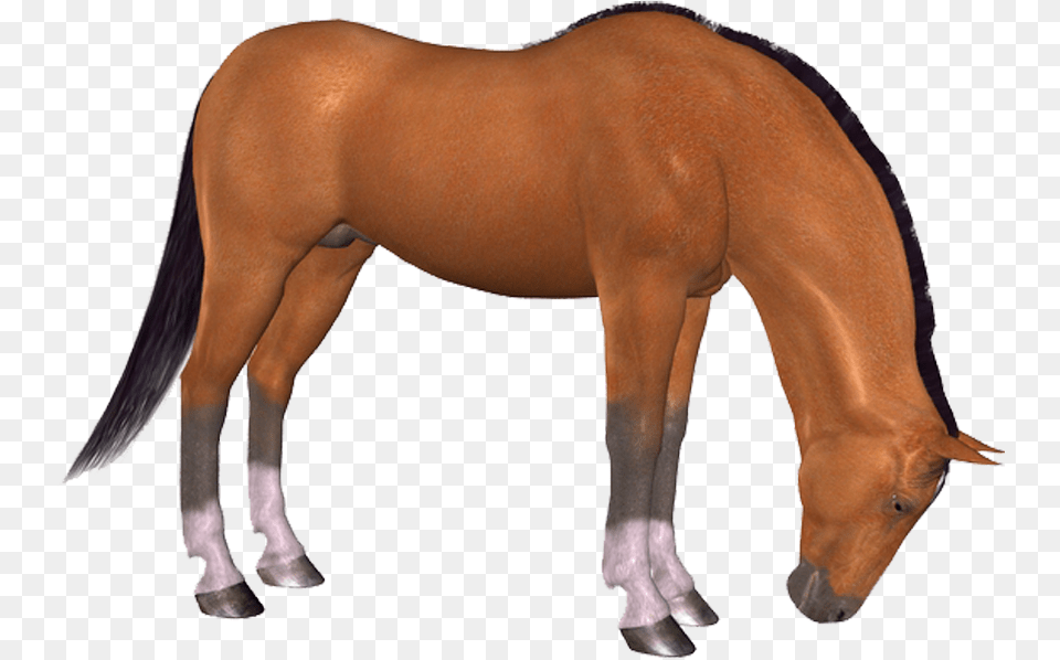 Hd Horse, Animal, Colt Horse, Mammal, Person Png