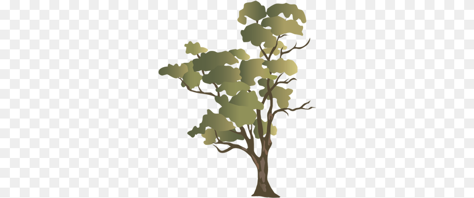 Hd Ian Symbol Eucalyptus Camaldulensis Gum Tree Deciduous Trees And Evergreen Trees, Plant, Person, Painting, Art Free Transparent Png