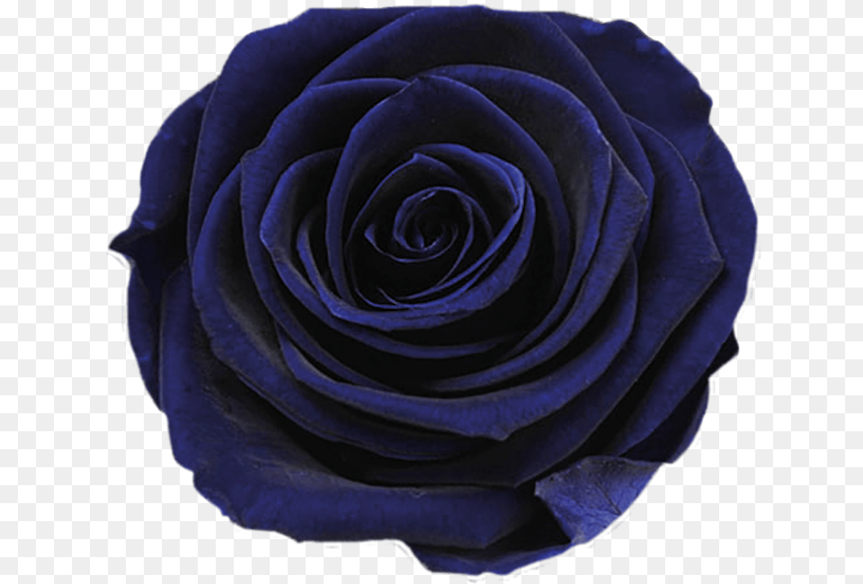 Hd Ice Rose Dark Blue Dark Blue Flower Dark Blue Rose, Plant Free Png