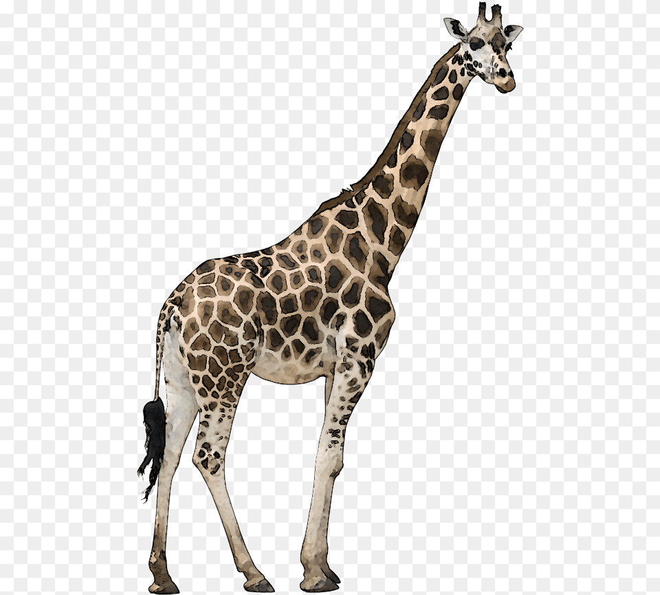 Hd Images Of Animals Tall And Short Giraffe, Animal, Mammal, Wildlife Png Image