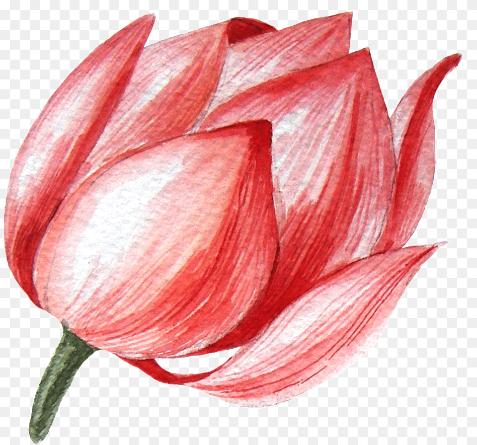 Hd Lotus Flower This Graphics Lotus Bud Drawing, Dahlia, Petal, Plant Free Transparent Png