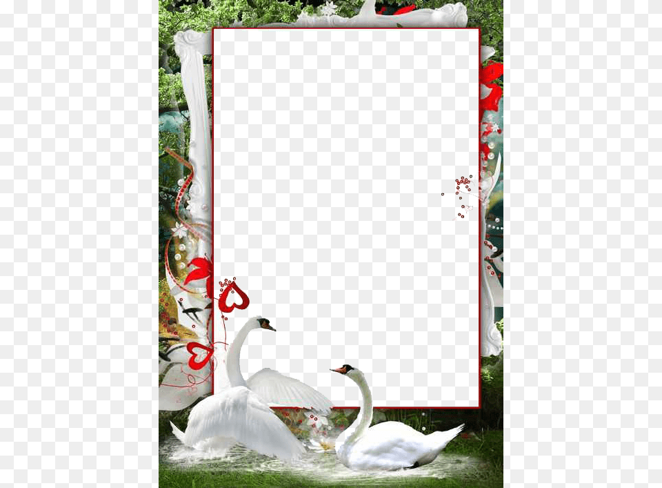 Hd Love Frames For Photoshop, Animal, Bird, Swan Free Transparent Png