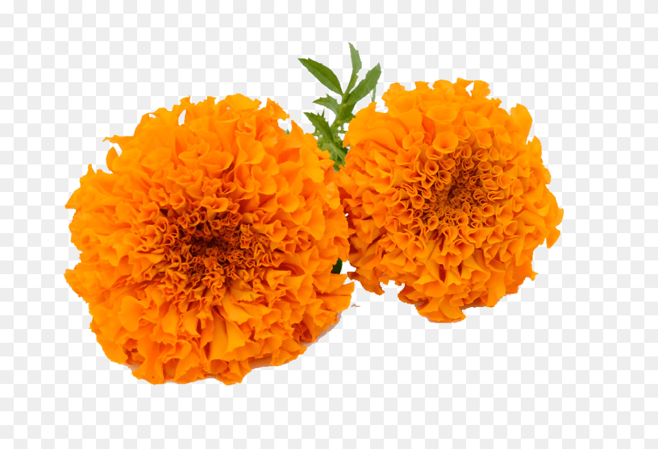 Hd Marigold Garland Marigold Flower Clipart Transparent Marigold Flower, Carnation, Petal, Plant, Dahlia Free Png Download