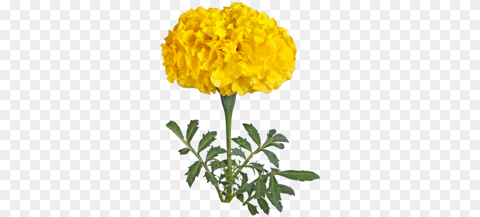 Hd Marigold Yellow Flowers Image Marigold Flower Hd, Carnation, Plant Free Transparent Png