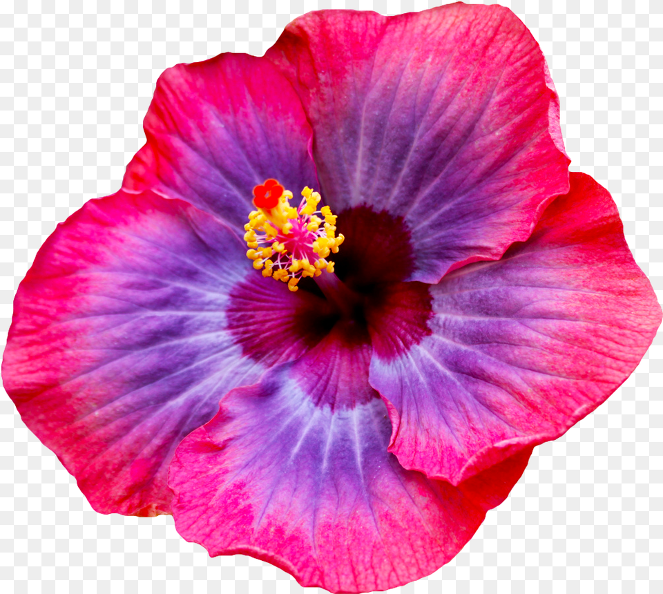 Hd Most Beautiful Flower Tri Coloured Hibiscus Full Size Transparent Hibiscus Flower, Plant, Pollen, Petal, Geranium Free Png