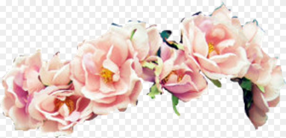 Hd My Fave Flower Crown Owo Pink Flowers Flowers Head Crown, Petal, Plant, Rose, Flower Arrangement Free Png