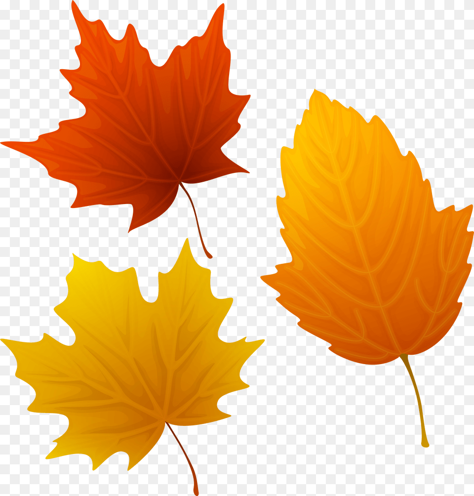 Hd Of Leaves Autumn Leaves Clipart, Leaf, Plant, Tree, Maple Leaf Png Image