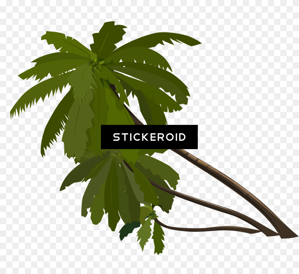 Hd Palm Tree, Leaf, Palm Tree, Plant, Vegetation Png