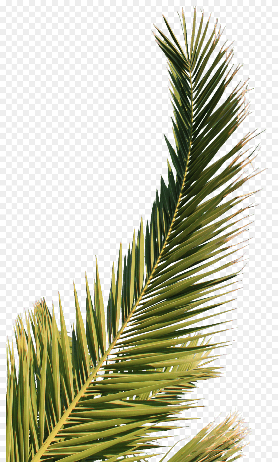 Hd Palm Tree Leaf Feuille De Palmier Palm Tree, Palm Tree, Plant, Conifer, Fir Free Png Download